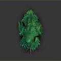 Green Trees with Various Shapes and Brown Trunks on Gray Background with Reflections