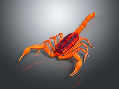 Detailed Vibrant Orange and Red Scorpion on Gray Background with Reflection 3d model