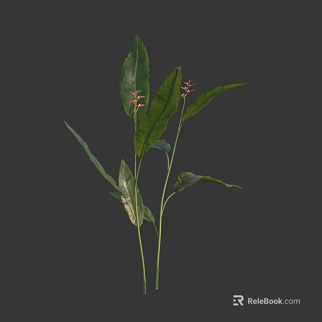 Green Long Leaf Plant With Red Small Flower Buds And Fresh Foliage 3d model 