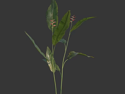 Green Long Leaf Plant With Red Small Flower Buds And Fresh Foliage 3d model