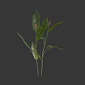 Green Long Leaf Plant With Red Small Flower Buds And Fresh Foliage