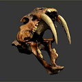 Ancient Animal Skull With Long Curved Tusks And Detailed Bone Structure