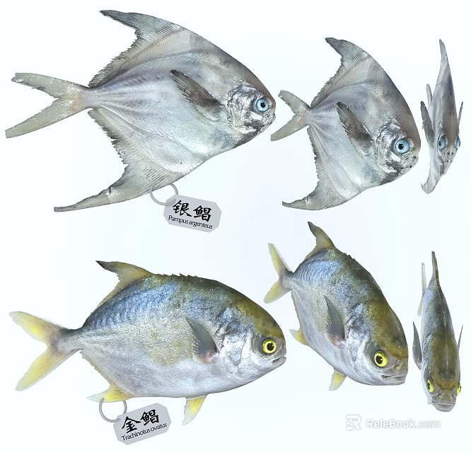 Silver Pomfret Fish Multiple Individuals Showing Distinctive Silver Scales And Fins 3d model 