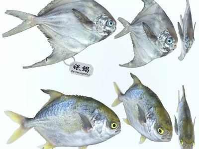 Silver Pomfret Fish Multiple Individuals Showing Distinctive Silver Scales And Fins 3d model