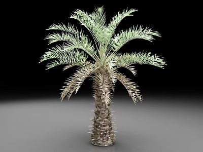 3D Rendered Palm Tree With Thorny Trunk And Feathery Leaves On Dark Background 3d model