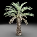 3D Rendered Palm Tree With Thorny Trunk And Feathery Leaves On Dark Background