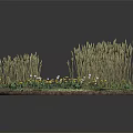Wheat Crops in Circular Display with Pathway Yellow White Flowers and Green Grass