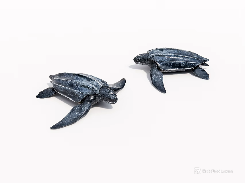 Two Lifelike Black Sea Turtles Posed On White Background In Studio 3d model 