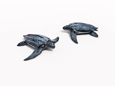 Two Lifelike Black Sea Turtles Posed On White Background In Studio 3d model