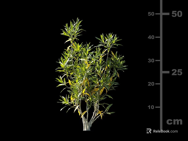 Green Shrub Plant With Foliage And Height Measurement On Black cm Scale 3d model 