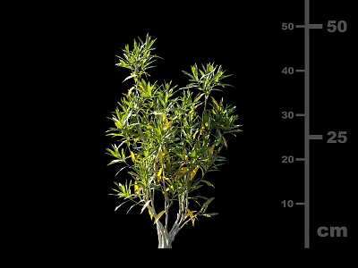 Green Shrub Plant With Foliage And Height Measurement On Black cm Scale 3d model