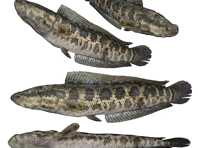 Modern Blackfish 3d model