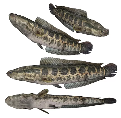 Four Slender Freshwater Snakehead Fish With Black And Brown Spotted Patterns 3d model
