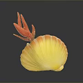 Colorful Scallop With Yellow Orange Shell And Red Top Structure On Gray Background With Reflection
