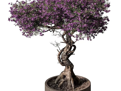Bonsai Potted Plant With Twisted Trunk Purple Flowers And Exposed Roots 3d model