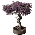 Bonsai Potted Plant With Twisted Trunk Purple Flowers And Exposed Roots