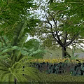 Tall Arbor with Lush Green Leaves Surrounded by Various Plants in Natural Garden Landscape