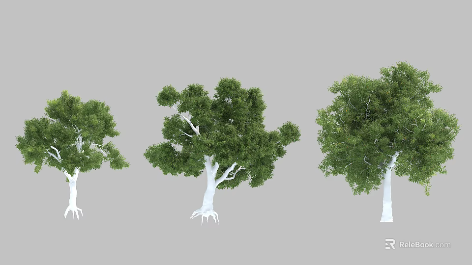 Three Arbor Trees Featuring Green Canopy And White Trunks On Gray Backdrop 3d model