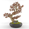 Bonsai Tree With Curved Trunk Red Leaves In Black Round Pot Green Moss And Stones