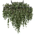 Lush Green Hanging Basket Plants With Trailing Vines And Foliage