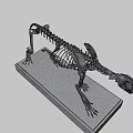 Detailed Feline Skeleton With Complete Bone Structure On Black Display Base