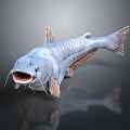 3D Model Fish With Gray Body And Orange Fins Open Mouth Whiskers Dark Background Reflection
