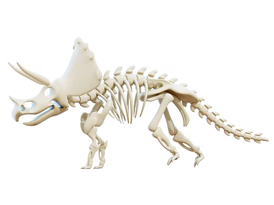 White Triceratops Skeleton Decorative Ornament Model For Home Decoration 3d model
