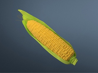 Modern Corn 3d model