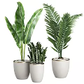 Indoor Decorative Bonsai Potted Plants In White Gold Rimmed Pots With Pebbles