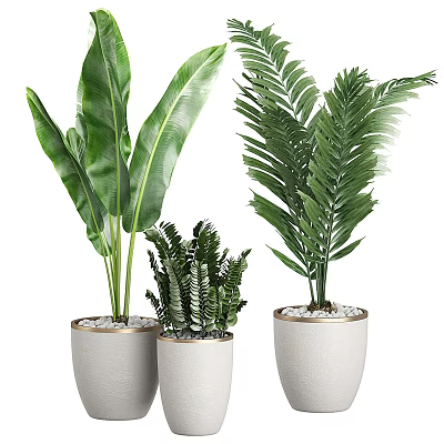 Indoor Decorative Bonsai Potted Plants In White Gold Rimmed Pots With Pebbles 3d model
