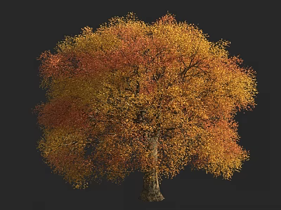 Vibrant Deciduous Tree with Orange and Yellow Autumn Leaves Against Dark Background 3d model