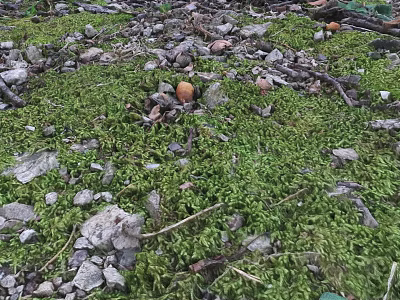 Lush Microtopography With Green Moss Scattered Stones Twigs And Small Mushrooms 3d model