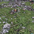 Lush Microtopography With Green Moss Scattered Stones Twigs And Small Mushrooms