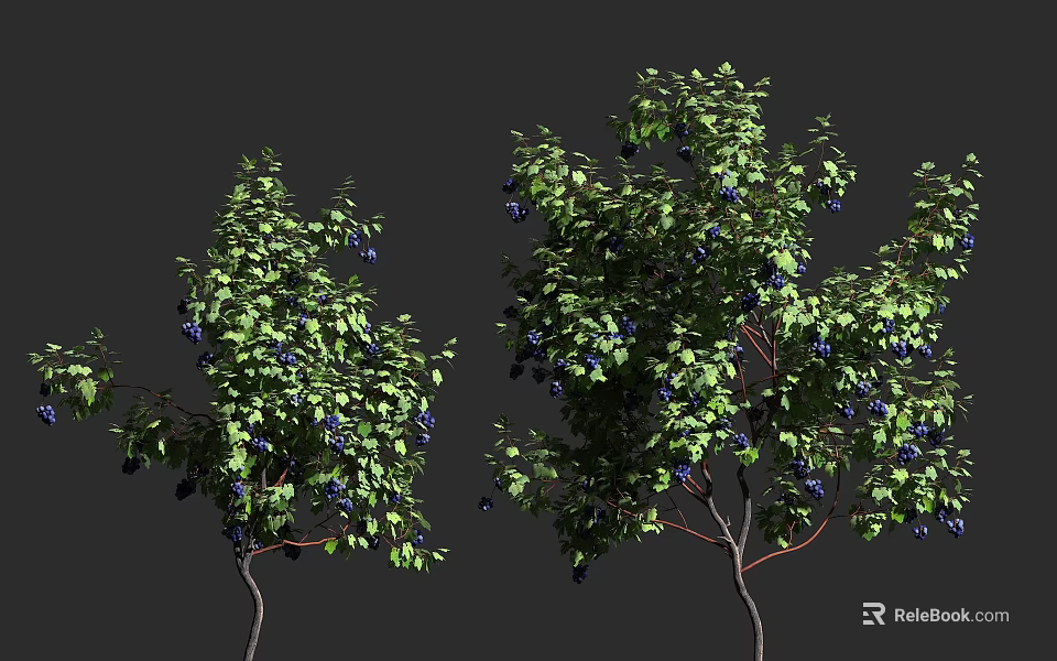 Lush Green Vine With Blue Berries And Dense Foliage On Branches 3d model 
