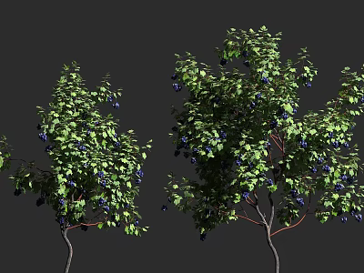 Lush Green Vine With Blue Berries And Dense Foliage On Branches 3d model
