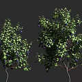 Lush Green Vine With Blue Berries And Dense Foliage On Branches