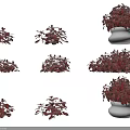 Indoor Decorative Red Leafy Plants in White Ceramic Pots Various Display Styles