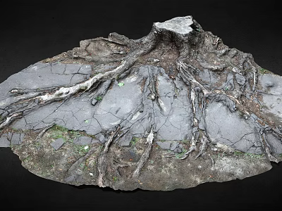 Natural Tree Roots On Weathered Rock Surface With Intricate Textures And Small Green Moss 3d model