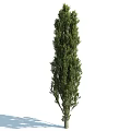 Healthy Green Arbor Trees in Various Sizes and Growth Stages