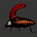 Ladybug Red With Black Spots Spreading Wings On Black Background With Reflection