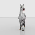 Gray And White Spotted Horse With Long White Mane Standing On Gray Background 3d model