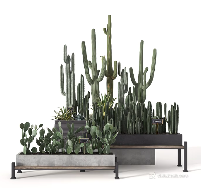 Tall and Short Cactus Bonsai Potted Plants in Decorative Planters for Indoor Decor 3d model 