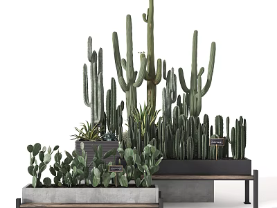 Tall and Short Cactus Bonsai Potted Plants in Decorative Planters for Indoor Decor 3d model