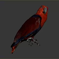 Red and Blue Parrot With Vibrant Feathers Standing On Dark Reflective Background