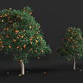 Ripe Orange Fruits Growing On Tree With Green Leaves In Garden