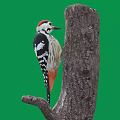 Red Crowned Woodpecker with Black and White Feathers Clinging to Tree Trunk Against Green Background