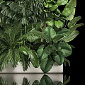 Lush Bonsai Plant Collection With Various Green Leaves And Decorative Pot
