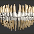 Modern tooth root 3d model