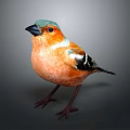 Peregrine Falcon Sparrow Pigeon Wingbird Pearl Bird Hummingbird Flamingbird Bird Animal 3d model