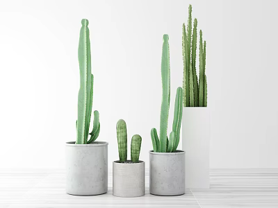 Modern Cactus Potted Plants of Various Heights in Concrete Pots on Wooden Table 3d model